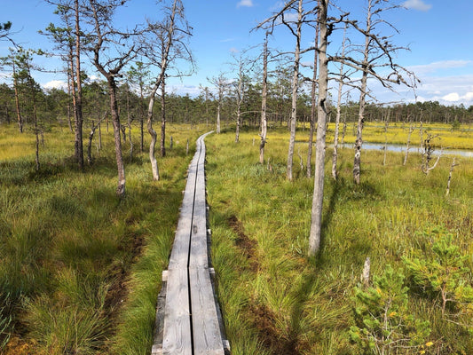 Moore im Baltikum - Paradiese für Natur und Klima - noor disain
